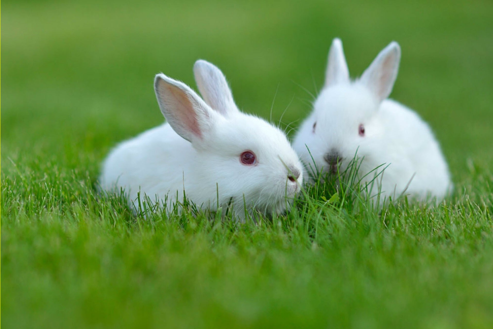 Giấc mơ thấy thỏ trắng có ý nghĩa gì?
